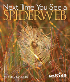 Next Time you see a Spiderweb