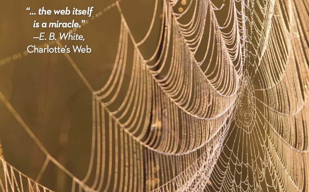 The Wonder of Spiderwebs